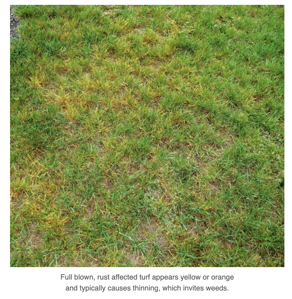 Ringer Lawn Restore Vs Milorganite: Unveiling the Superior Lawn Fertilizer